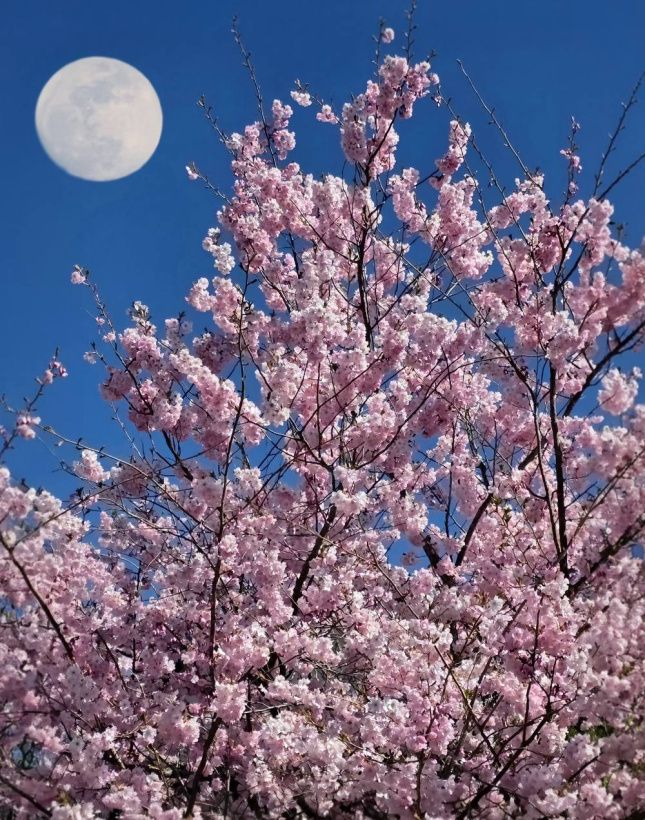 The moon was inspired by the pink of the tree to adorn itself with the same dress.