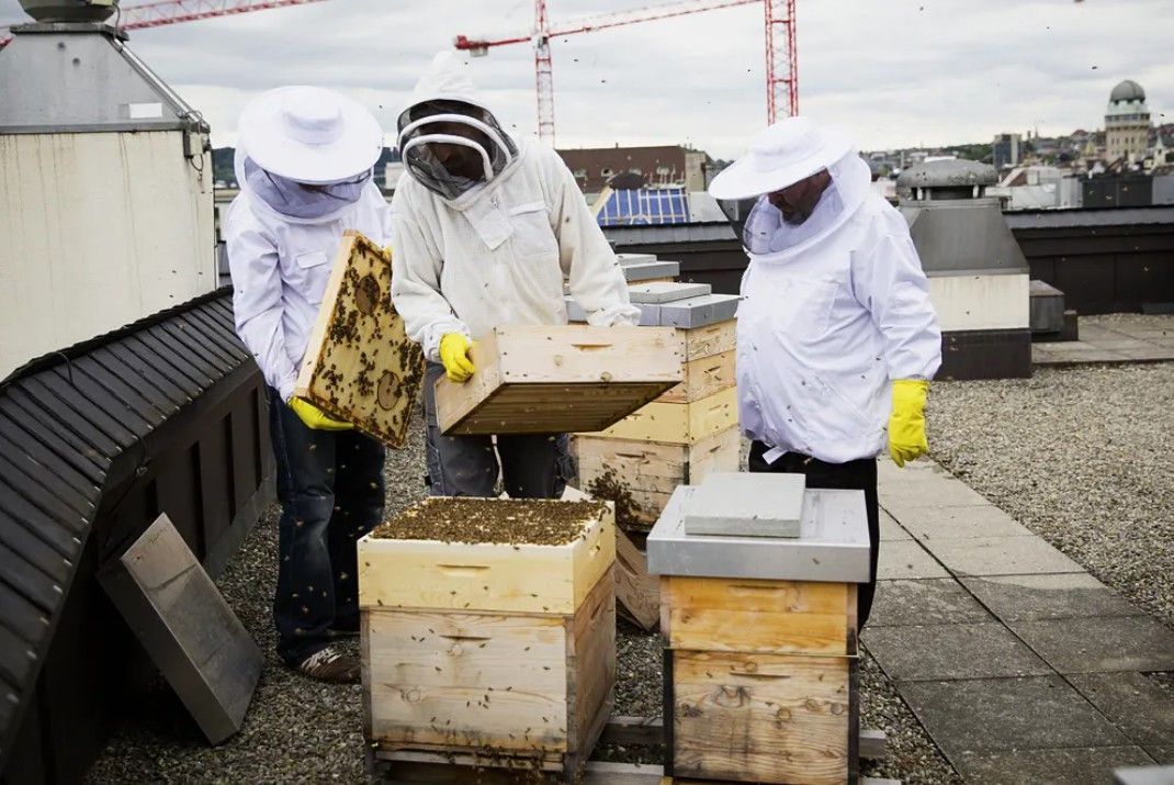 Beekeepers in protective attire inspecting hives on an urban roof with cranes in the background. Beekeepers in protective attire inspecting hives on an urban roof with cranes in the background.