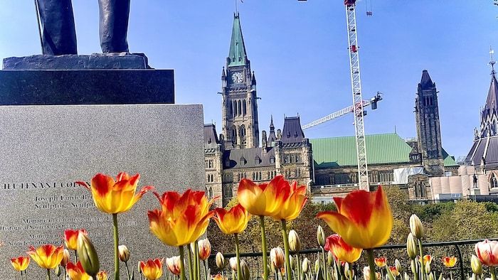 Flower tulips in front of the parliament.