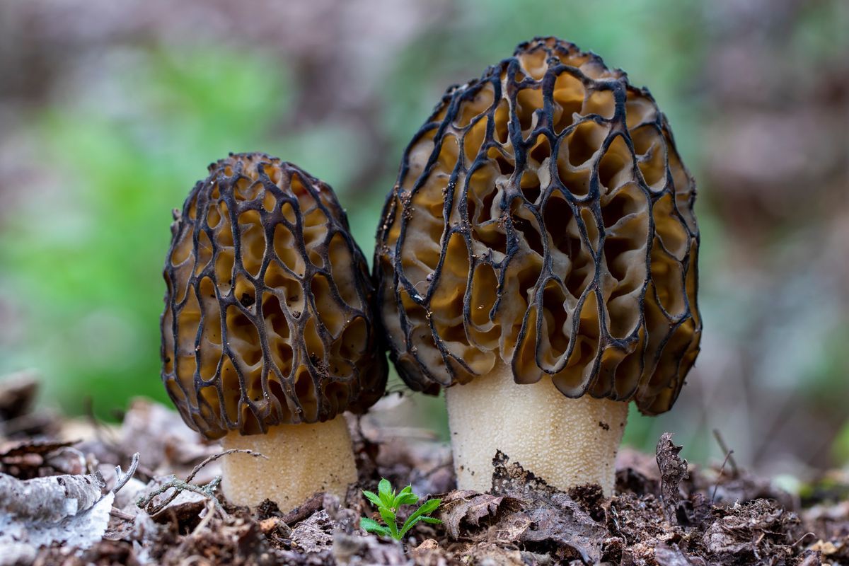 Two conical morels, a kind of edible fungus, pushing on forest soil. Two conical morels, a kind of edible fungus, pushing on forest soil.