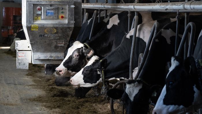 Cows are fed by an automatic distributor.