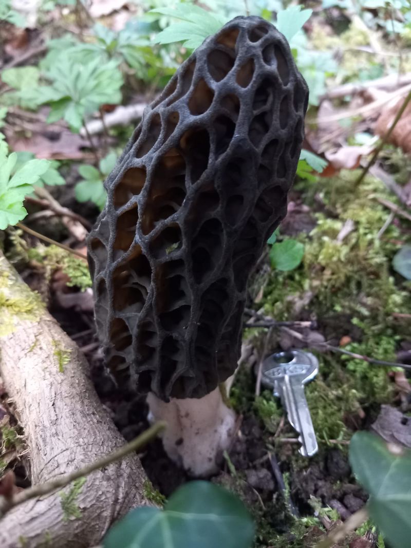 Black Morille in the forest with a scale for scale. Black Morille in the forest with a scale for scale.