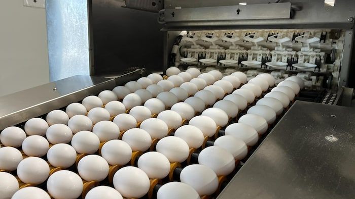 Eggs are analyzed and cleaned at the Richard et Fils farm, in Abitibi.