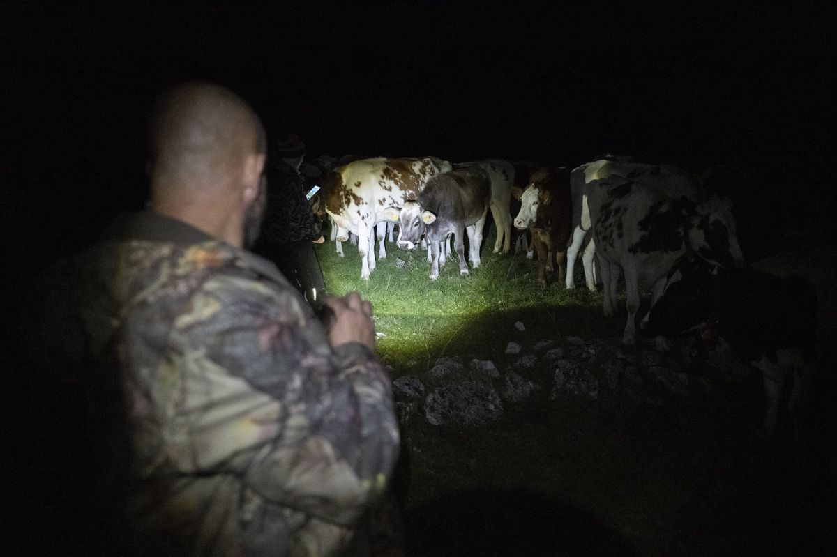 Night patrol with Fabrice Monnet of the Defand The Wolf association in the Joux valley, observing cows under a torch lamp. Night patrol with Fabrice Monnet of the Defand The Wolf association in the Joux valley, observing cows under a torch lamp.