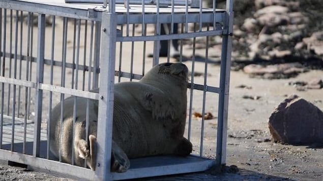 A bearded seal in a cage placed on the banks of the St. Lawrence River and whose door is open.