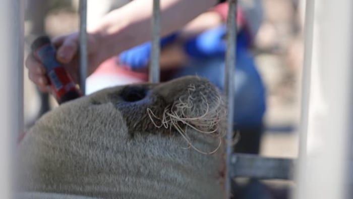 A bearded seal in a cage placed on the banks of the St. Lawrence River.
