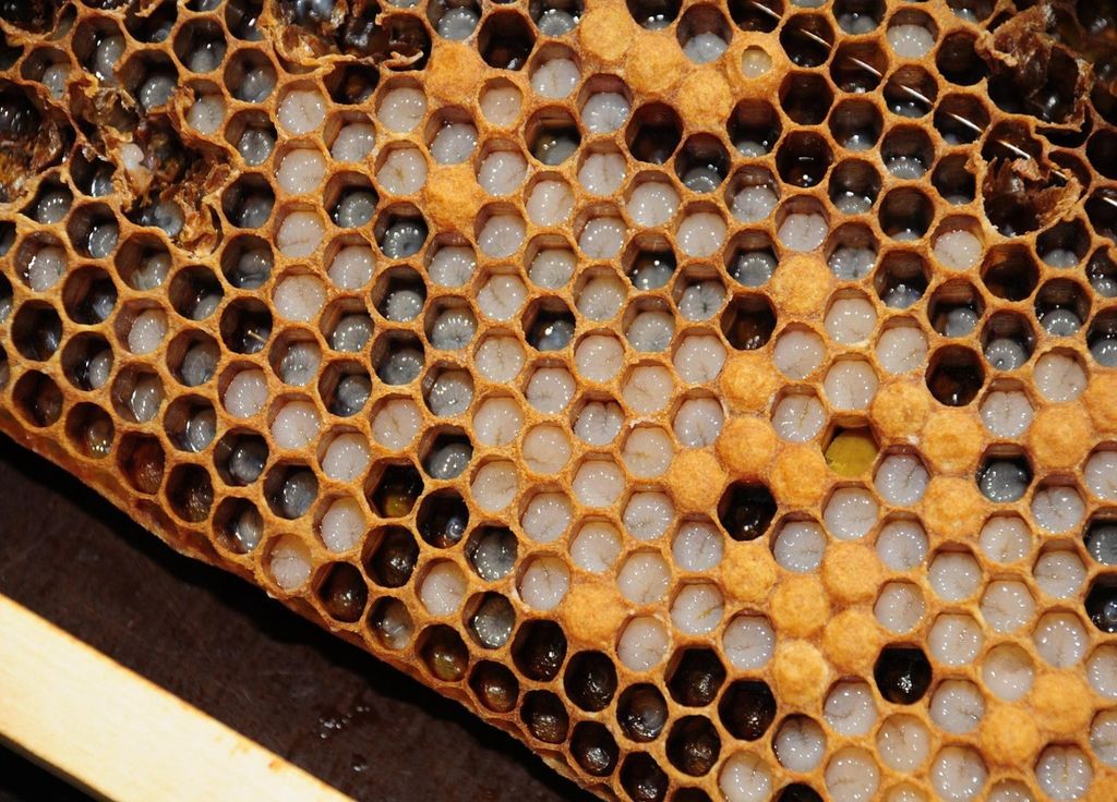 A filter resembling a bee nest A filter resembling a bee nest