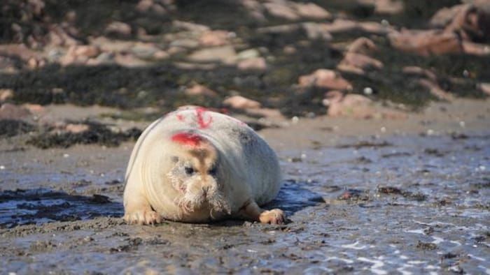 A bearded seal on the banks of the St. Lawrence River near Tadoussac.