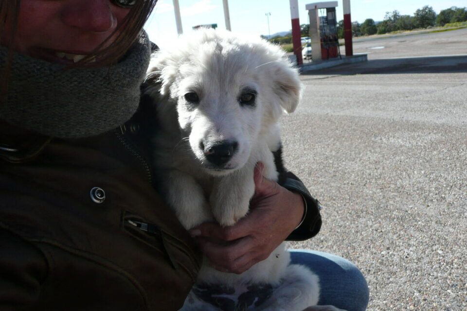 Carole found this little dog on a station in Navajo territory, located between Arizona, Utah and New Mexico. She baptized Cheyenne. Johnny adopted it