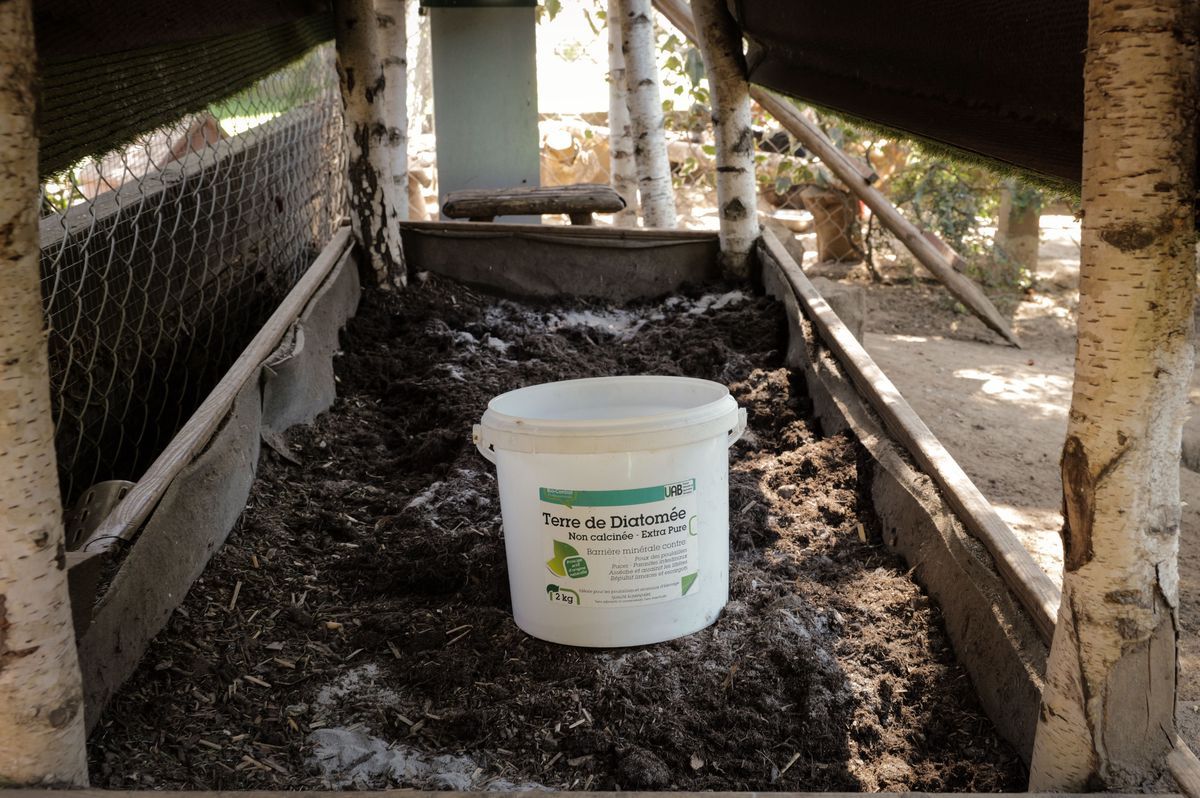 A bucket of diatoms in a chicken coop in Geneva, used by Caroline Verneret for her chicken Marguerite. A bucket of diatoms in a chicken coop in Geneva, used by Caroline Verneret for her chicken Marguerite.