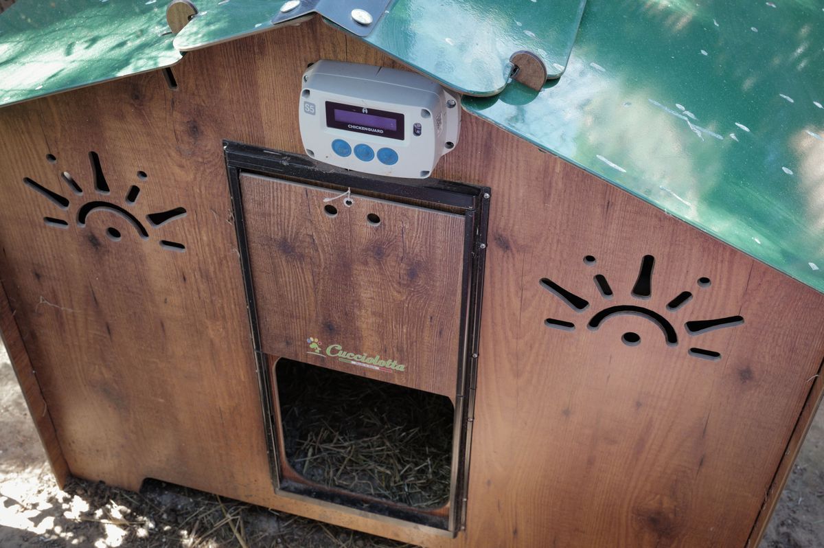 Wooden chicken coop in Geneva with Chicken Guard device above the door. Meeting with Caroline Verneret and her chicken Marguerite. Wooden chicken coop in Geneva with Chicken Guard device above the door. Meeting with Caroline Verneret and her chicken Marguerite.