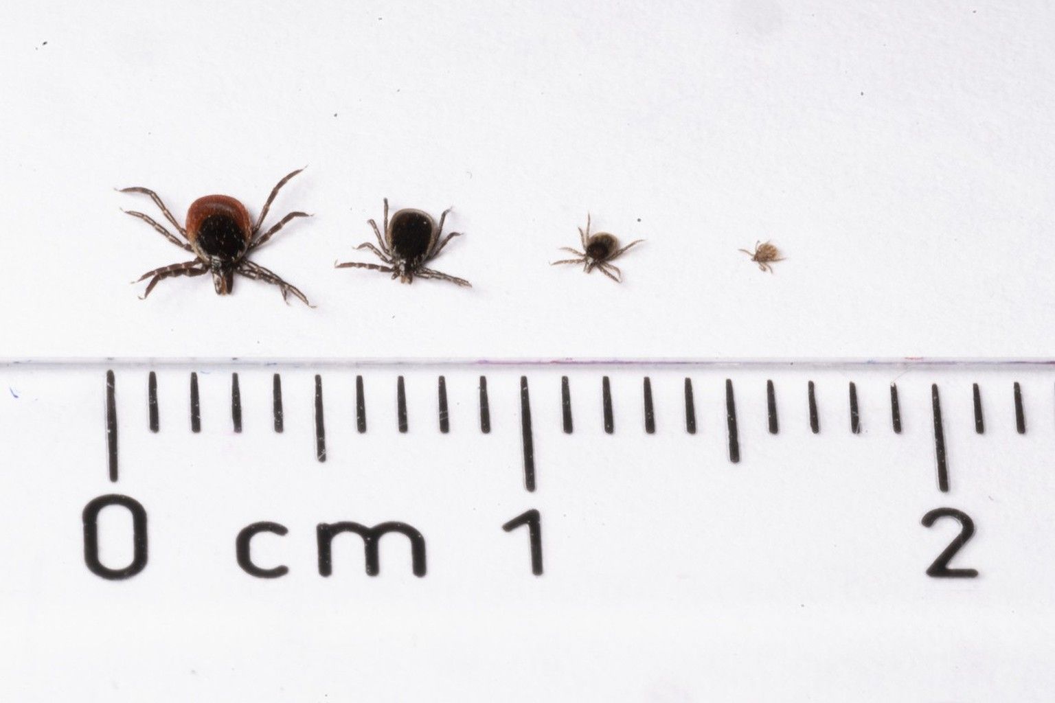 Ticks in Switzerland