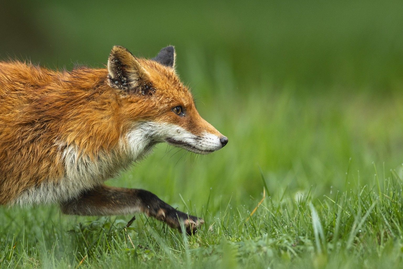 This rebirth proves that ticks must be wary in Switzerland