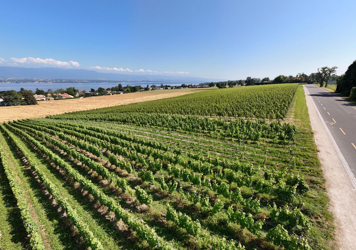 Panoramic view of the vineyards of the Villard domain in Anières, with rows of vines under a clear sky, symbolizing the passage of generation between Philippe and his son Sébastien. Panoramic view of the vineyards of the Villard domain in Anières, with rows of vines under a clear sky, symbolizing the passage of generation between Philippe and his son Sébastien.