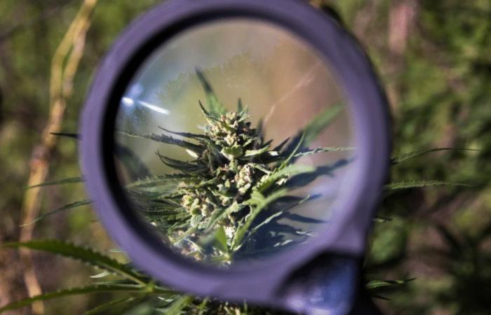 Determine the price of cannabis: a delicate calibration
