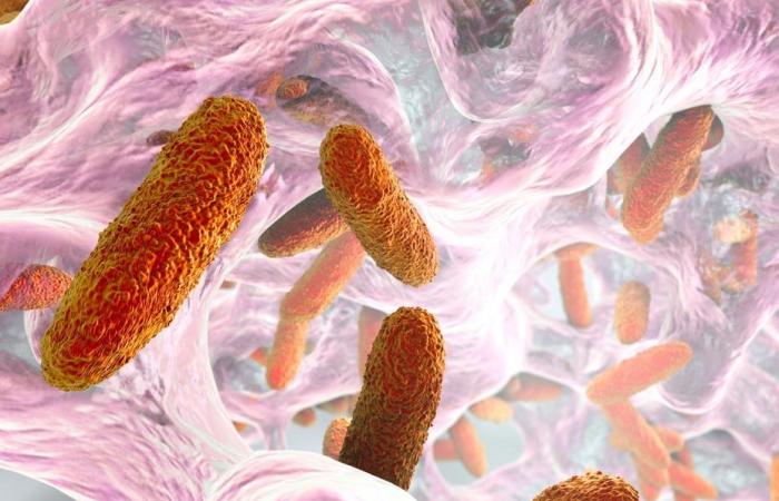 how bacteria can transmit genes to resist antibiotics