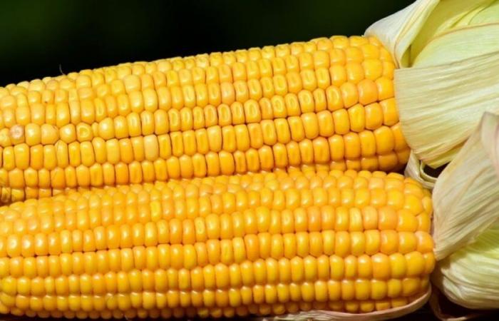 For health risk, corn boxes are recalled everywhere in France: News