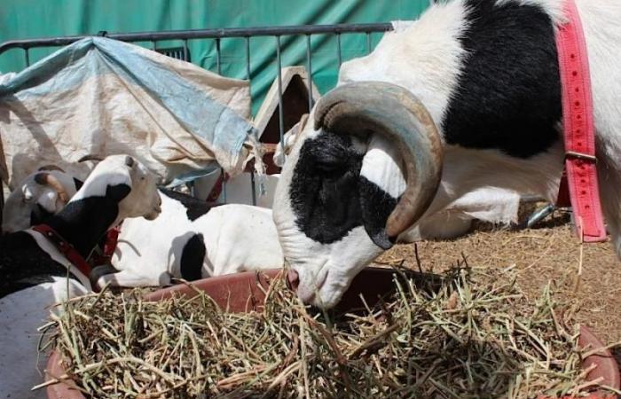 Zero tax for tabaski sheep