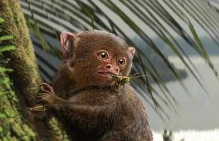 These prehistoric monkeys crossed the Atlantic Ocean in rafts … and survived
