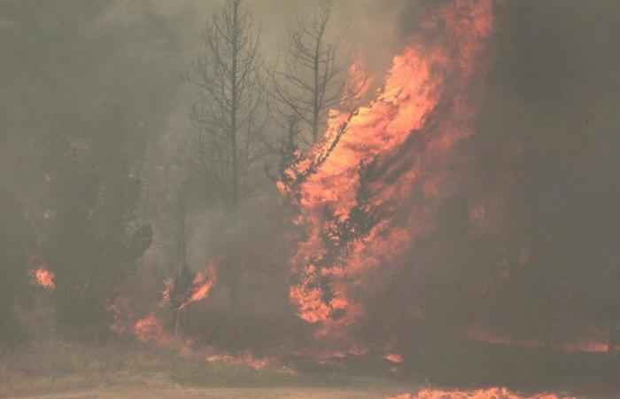 Fires in Israel: roads reopen, the fight continues