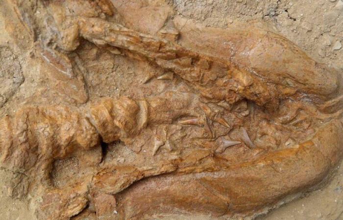 Why some animals fossilize and others not