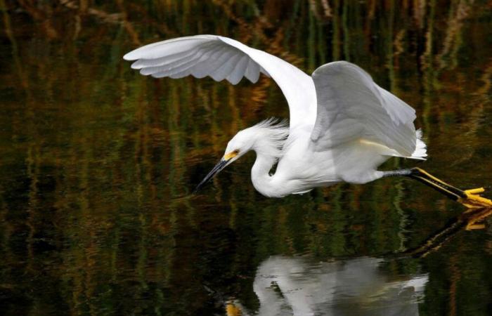 Gas project in Doñana: The reasons do not fail to reject the project and that the decision on what science says is based