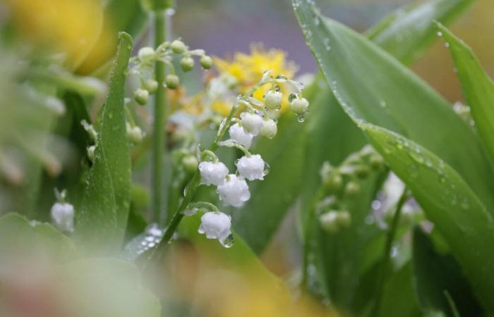 “Growing lily of the valley”