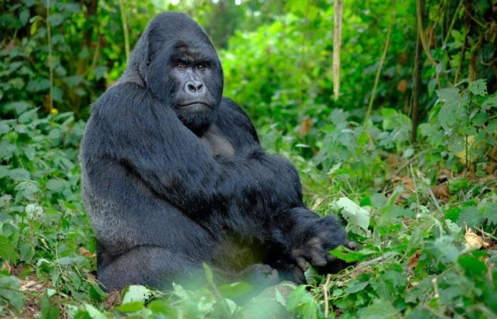 A hundred humans against a gorilla: Who wins the battle?