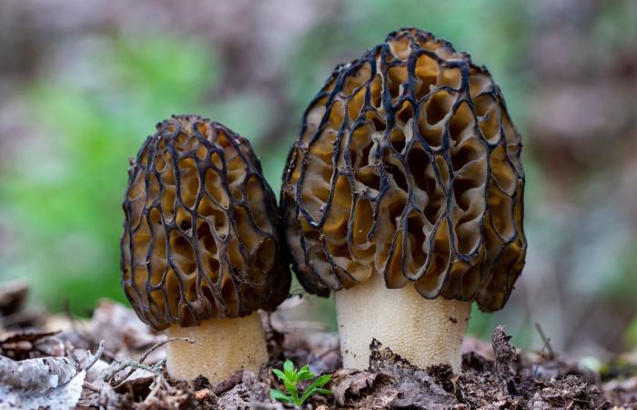 Morels: how to flush out the best picking corners
