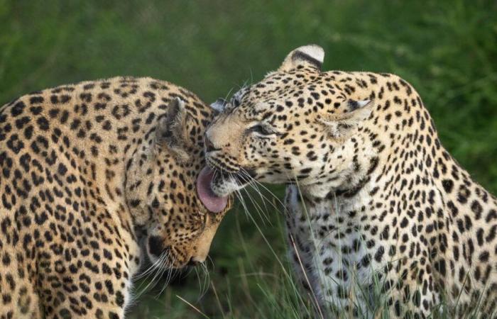 Leopards victims of endangered poaching, according to an NGO