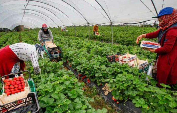 Moroccan seasonal workers have their first union