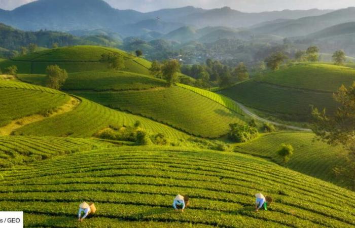 Darjeeling picking to Japanese ceremonies, this book reveals behind the scenes of exceptional tea