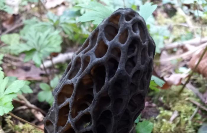 Morels: how to flush out the best picking corners