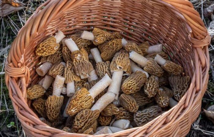 Morels: how to flush out the best picking corners