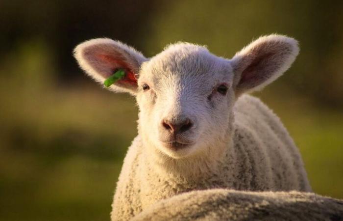 Some 3000 lambs die following a ventilation failure