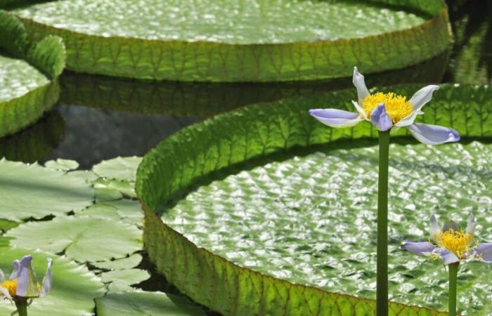 Three flowery activities to discover in Belgium in May