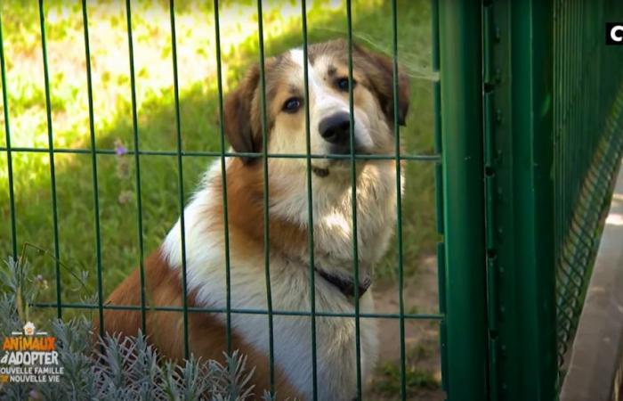 “Animals to adopt” is reborn on TMC from May 25