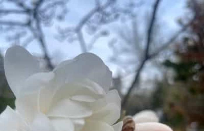 Thuya, sugar maple or lilac: what trees are the most numerous in Montreal?