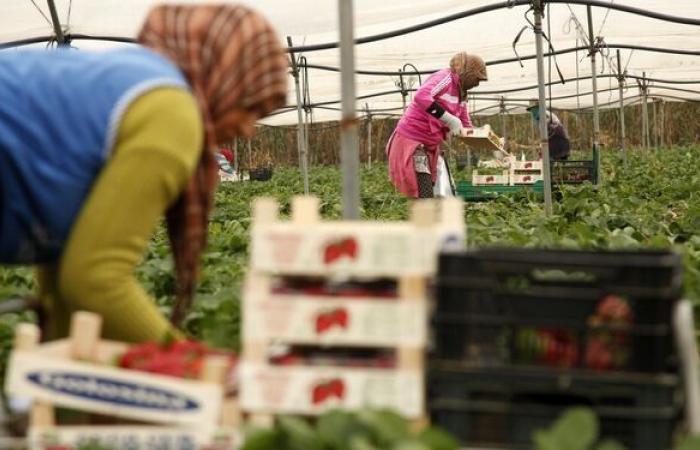 Huelva, the Moroccan seasonal workers break the silence and found their union