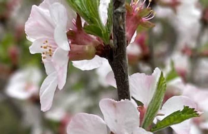 Thuya, sugar maple or lilac: what trees are the most numerous in Montreal?