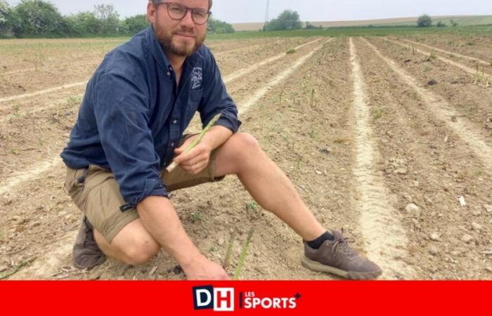 “In a day, asparagus can grow by 10 cm”: a culture of asparagus is revealed in Landenne