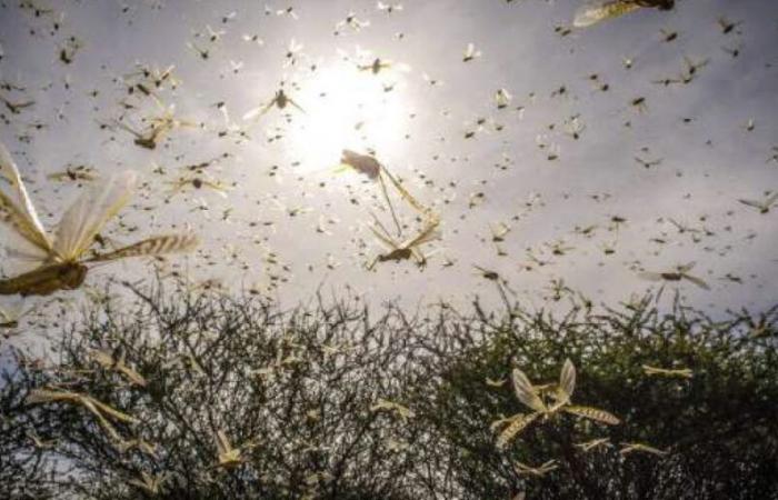 Pilgrim locusts: reinforced vigilance Morocco