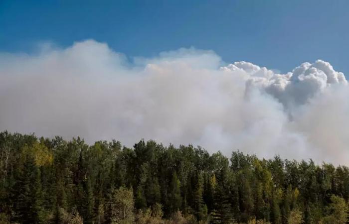 According to a study | Forest fire smoke increases emergency visits for asthma cases