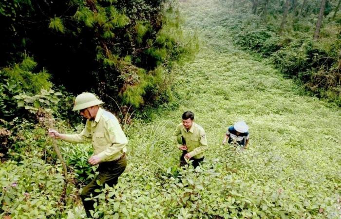 Nam Dan strengthens the prevention of forest fires on historic sites