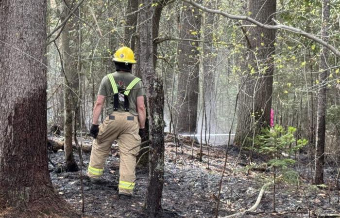 Important forest fire in the Marconi