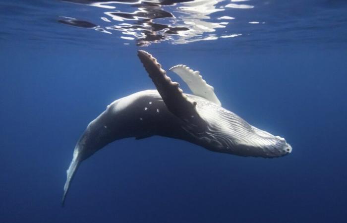 The song of whales and human languages ​​follow a similar statistical law