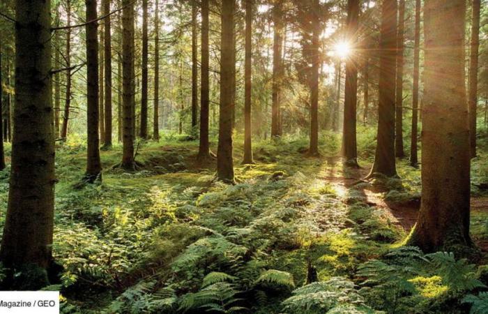 Secret communication of forests: according to a study, old trees warn young people from danger