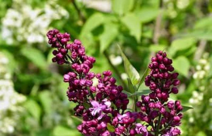 Thuya, sugar maple or lilac: what trees are the most numerous in Montreal?