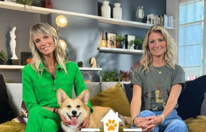 Sandrine Arcizet and Élodie Ageron, the animators of “animals of the 8” on C8, already bounce on TMC