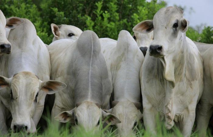 Beef production emits more than twice the greenhouse gas targets, according to a Brazilian study